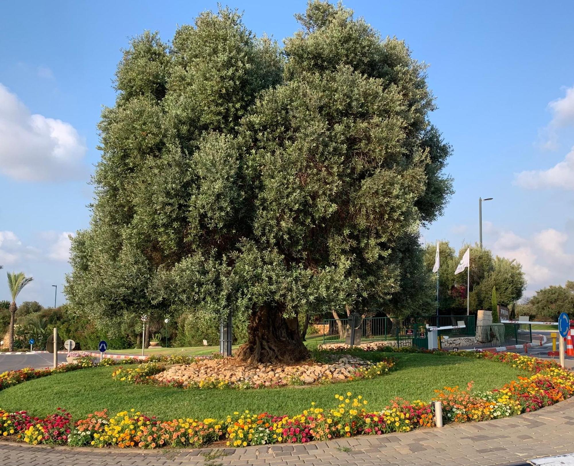 Mina'S Suites - קיסריה Екстер'єр фото